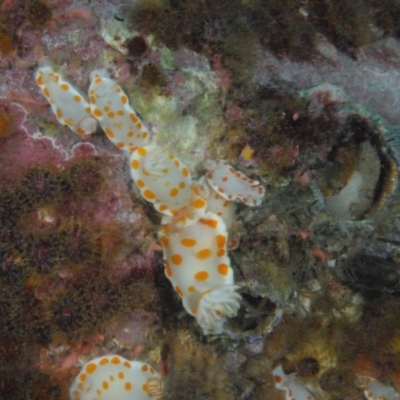 Goniobranchus tasmaniensis