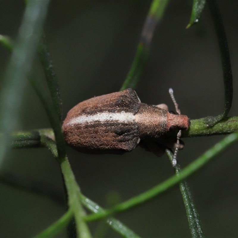 Gonipterus suturalis