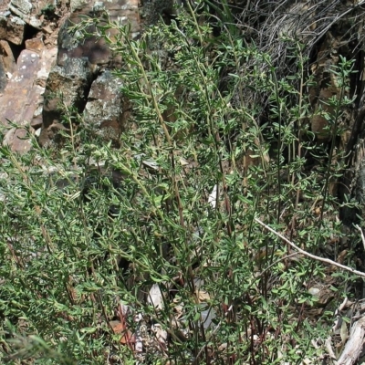 Gonocarpus longifolius