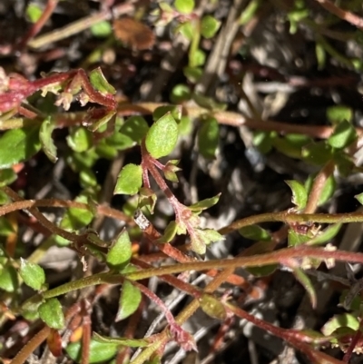 Gonocarpus micranthus