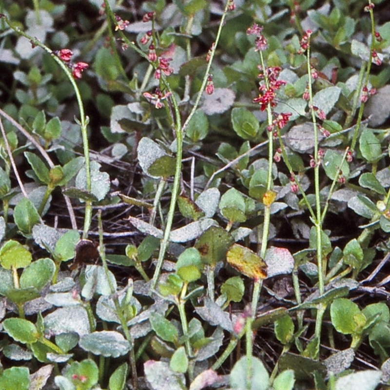 Gonocarpus montanus