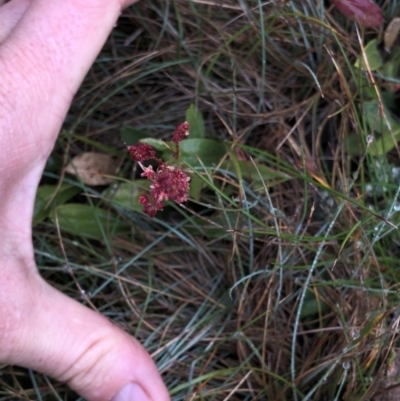 Gonocarpus montanus