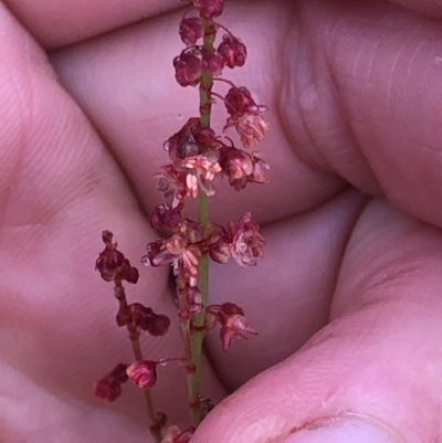 Gonocarpus montanus