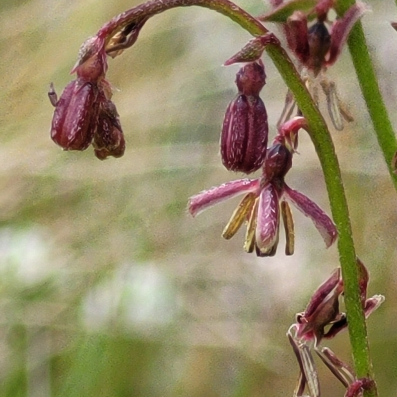 Gonocarpus tetragynus