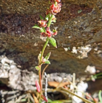 Gonocarpus tetragynus