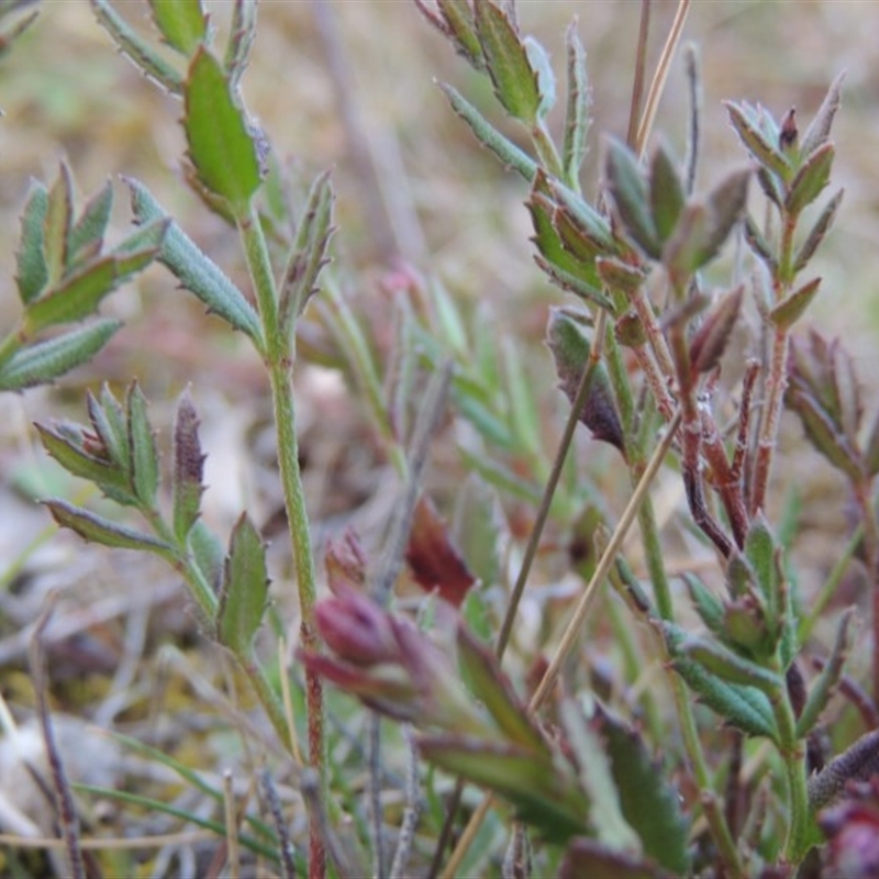 Gonocarpus tetragynus