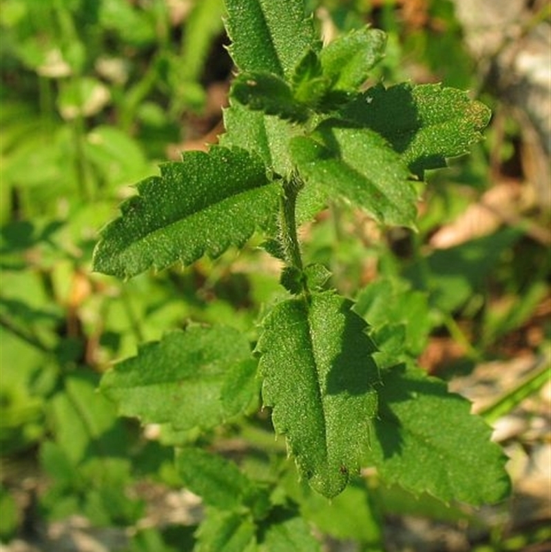 Gonocarpus teucrioides