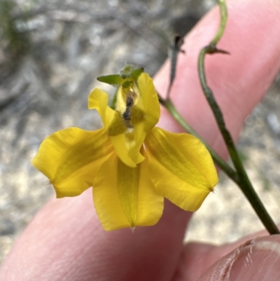 Goodenia bellidifolia