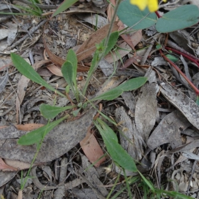 Goodenia bellidifolia subsp. bellidifolia