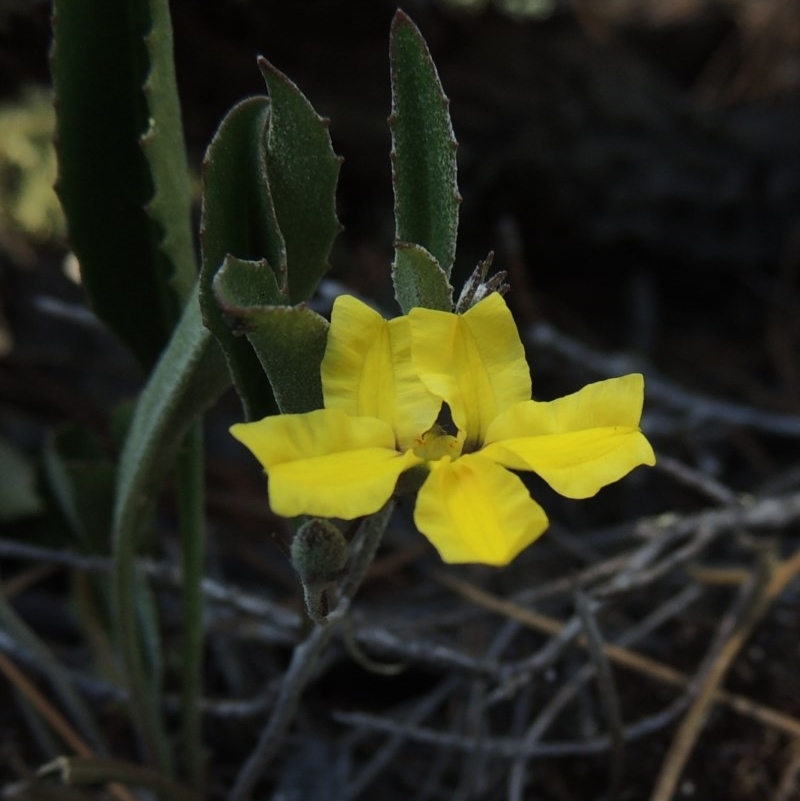 Goodenia hederacea