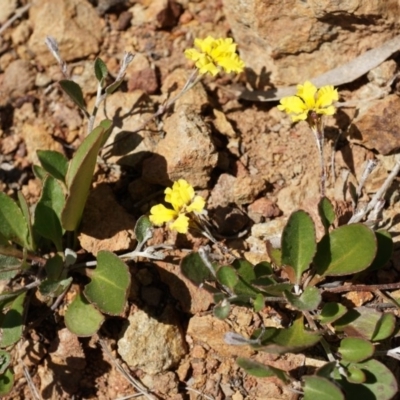 Goodenia hederacea