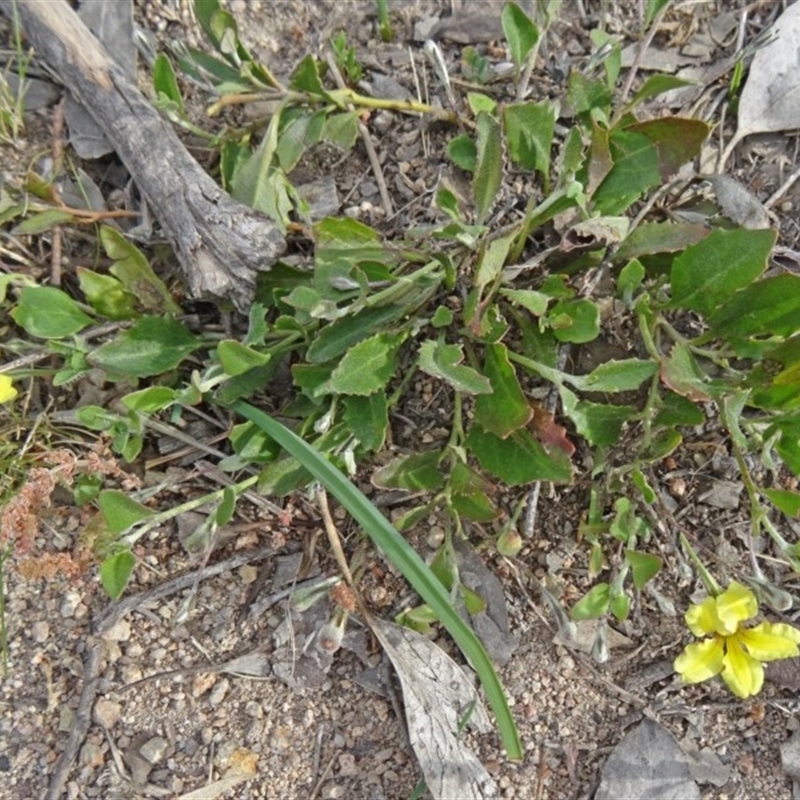 Goodenia hederacea