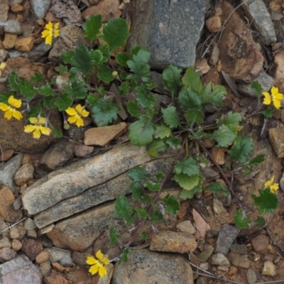 Goodenia hederacea subsp. alpestris