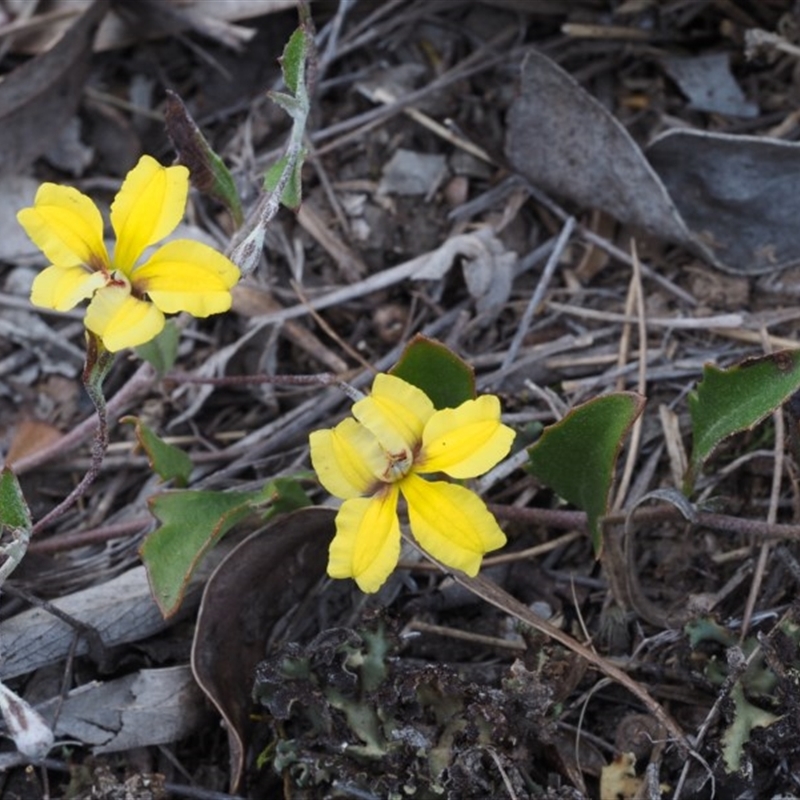 Goodenia hederacea subsp. hederacea