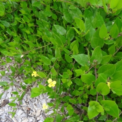 Goodenia ovata