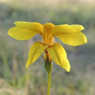 Goodenia pinnatifida