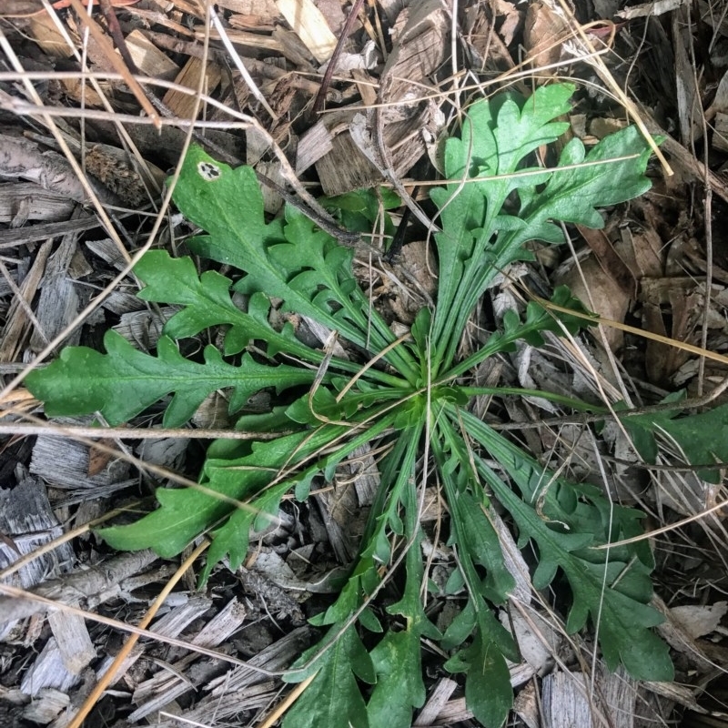 Goodenia pinnatifida