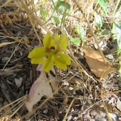 Goodenia sp.