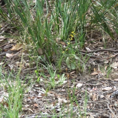 Goodenia stelligera