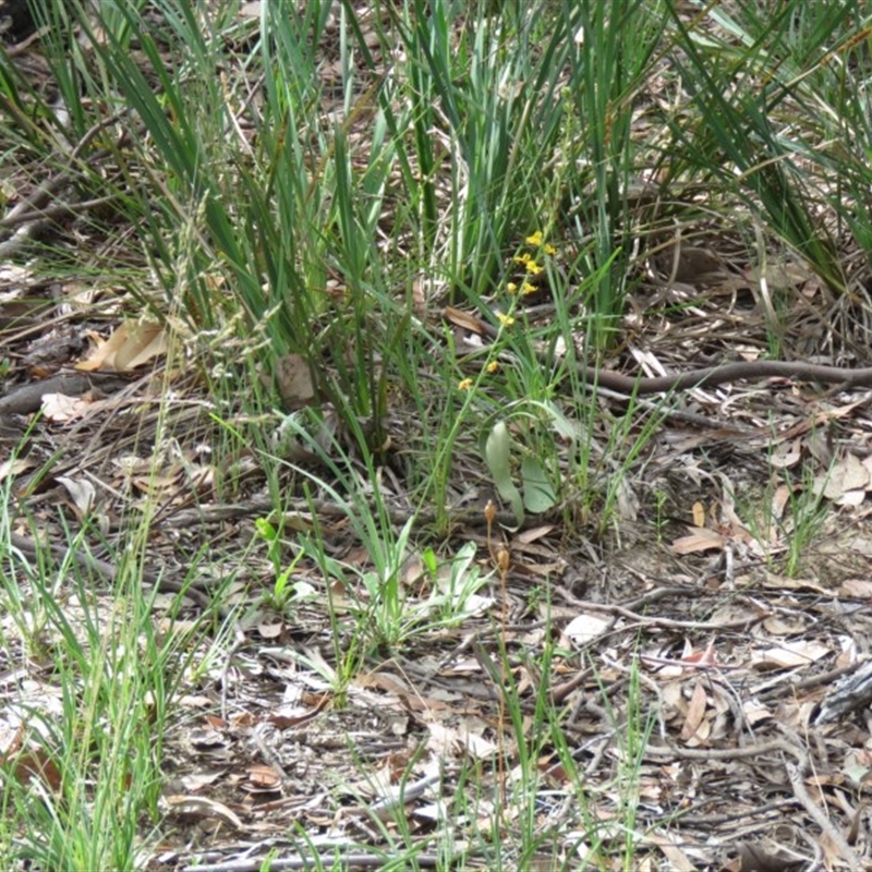 Goodenia stelligera