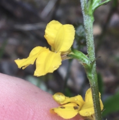 Goodenia stelligera