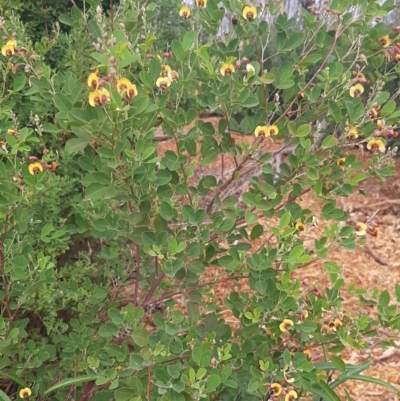 Goodia lotifolia