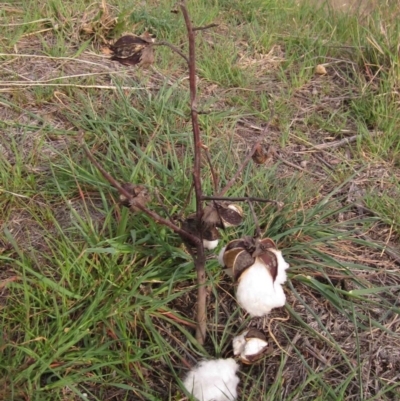 Gossypium hirsutum