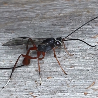 Gotra sp. (genus)