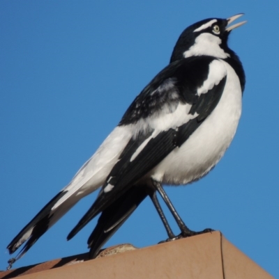 Grallina cyanoleuca