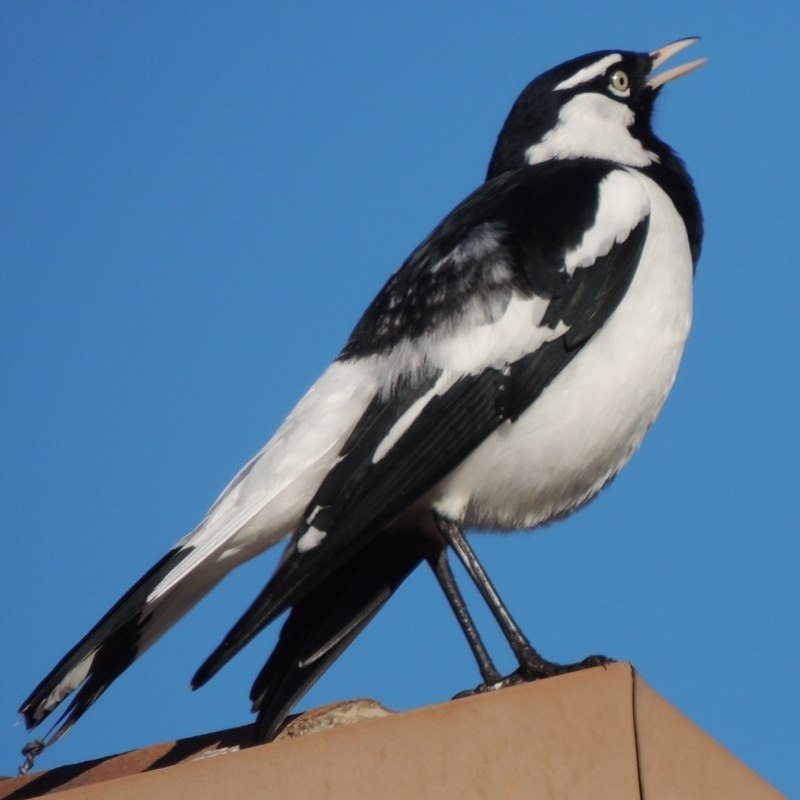 Grallina cyanoleuca