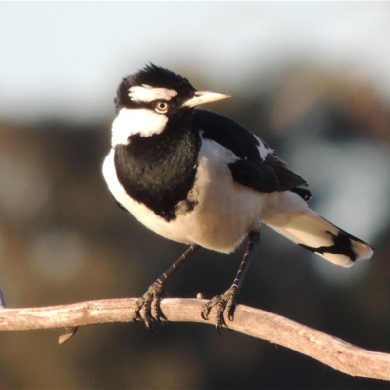 Grallina cyanoleuca