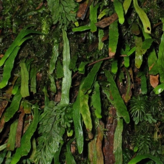 Jackie Miles, on tree fern with filmy fern