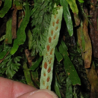 Jackie Miles, on tree fern with filmy fern