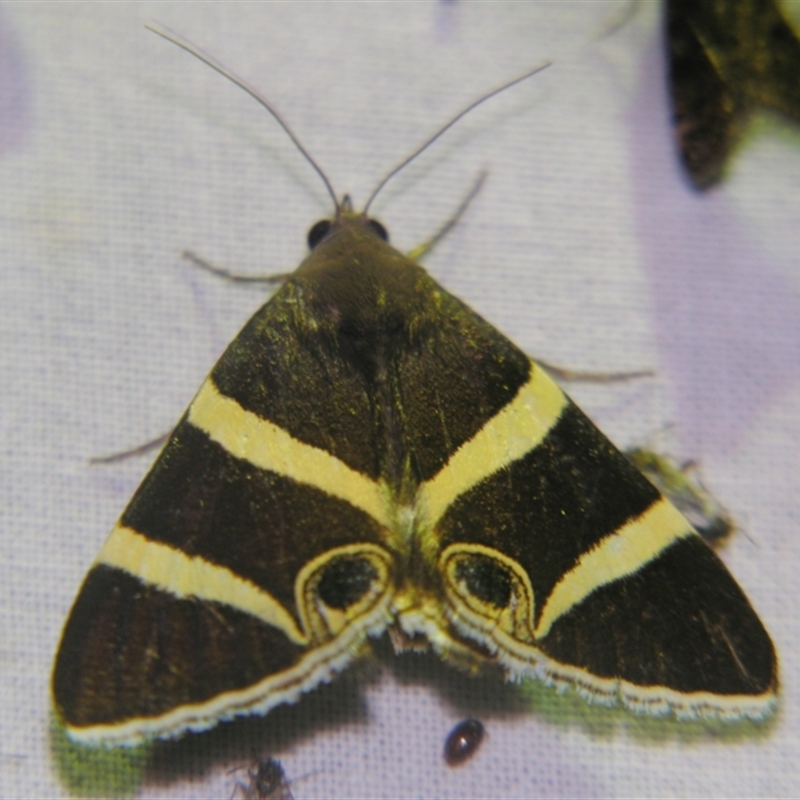 Grammodes ocellata