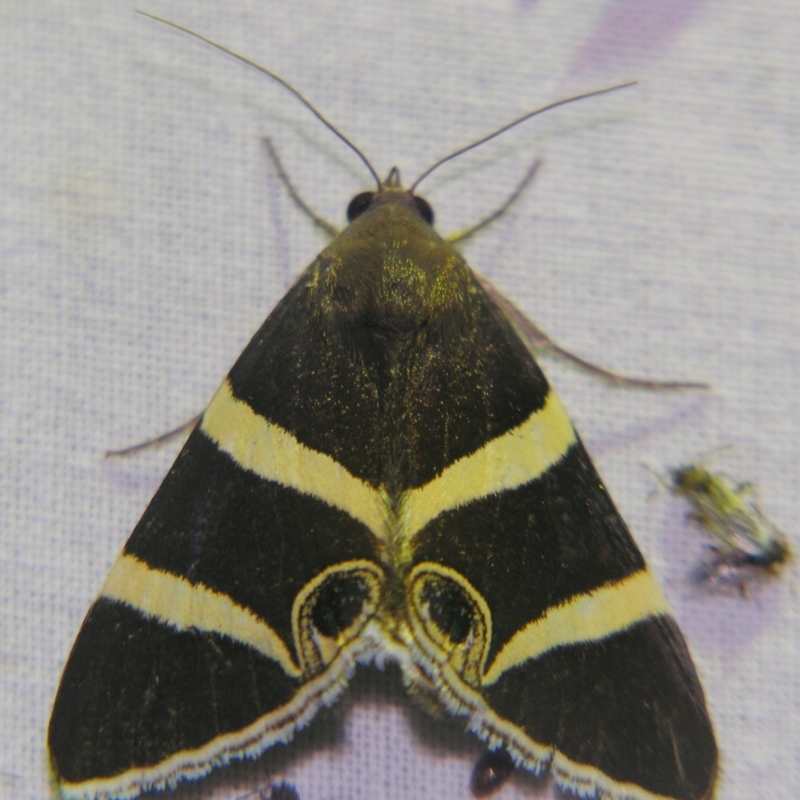 Grammodes ocellata