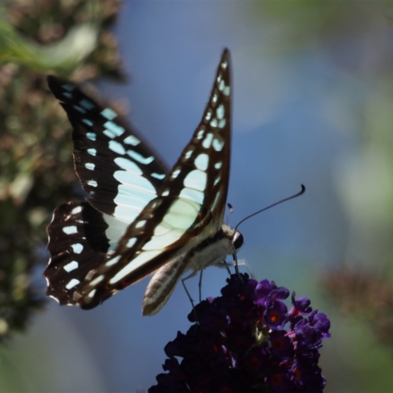 Graphium eurypylus