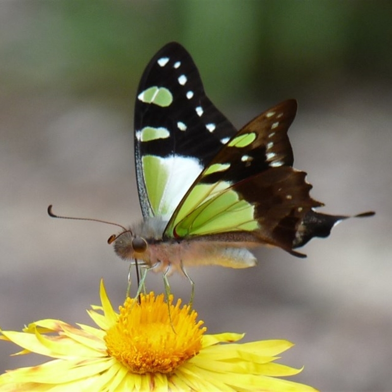 Graphium macleayanum