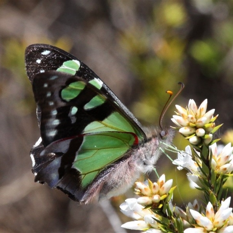 Graphium macleayanum