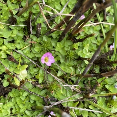 Gratiola nana