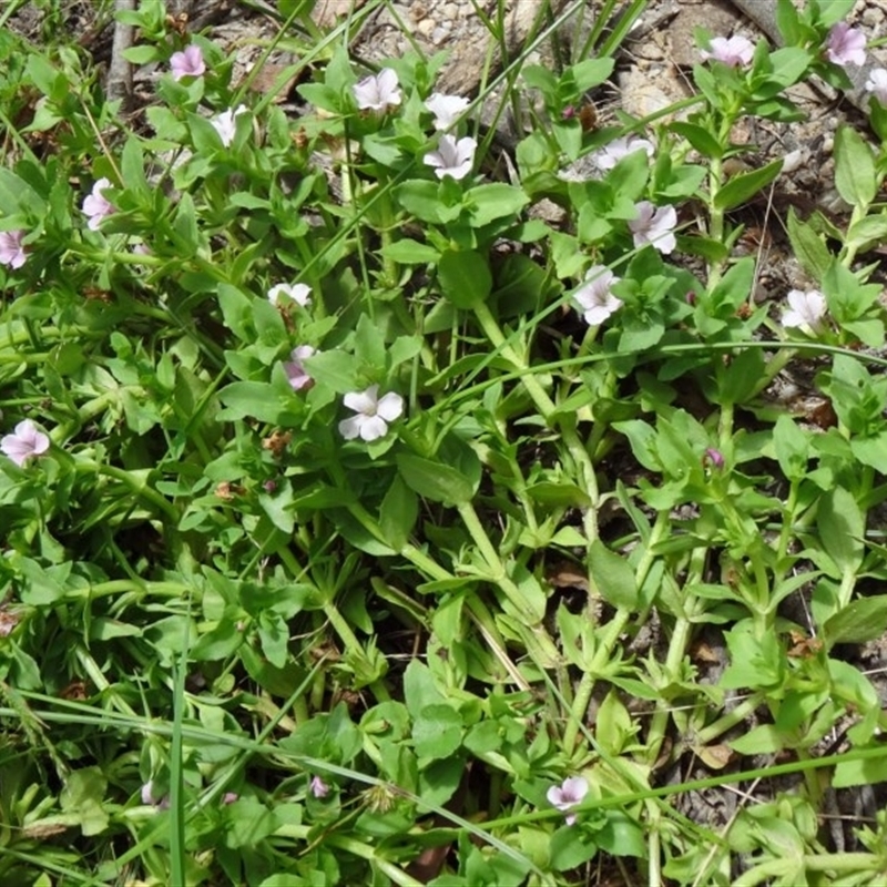 Gratiola peruviana