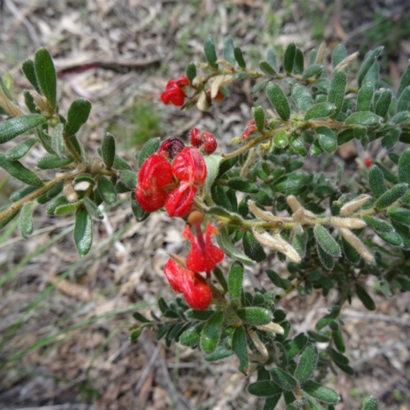 Grevillea alpina