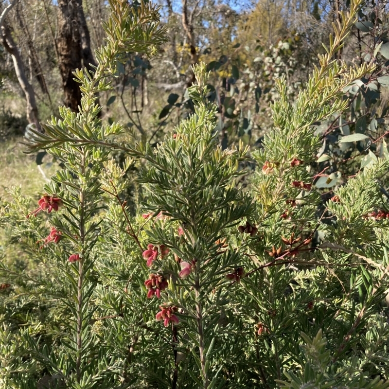 Grevillea arenaria