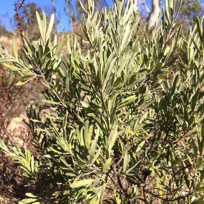 Grevillea arenaria subsp. arenaria