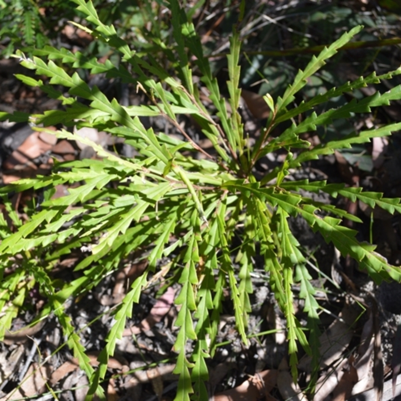 Grevillea aspleniifolia