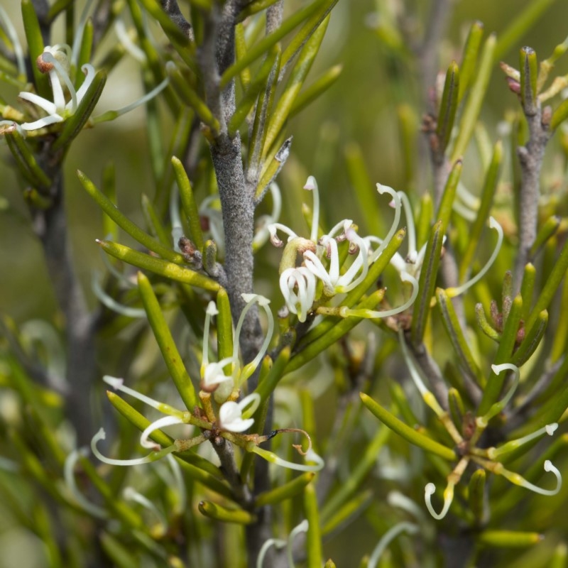 Grevillea australis