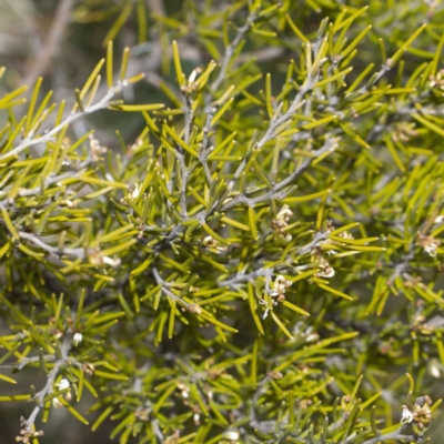 Grevillea australis