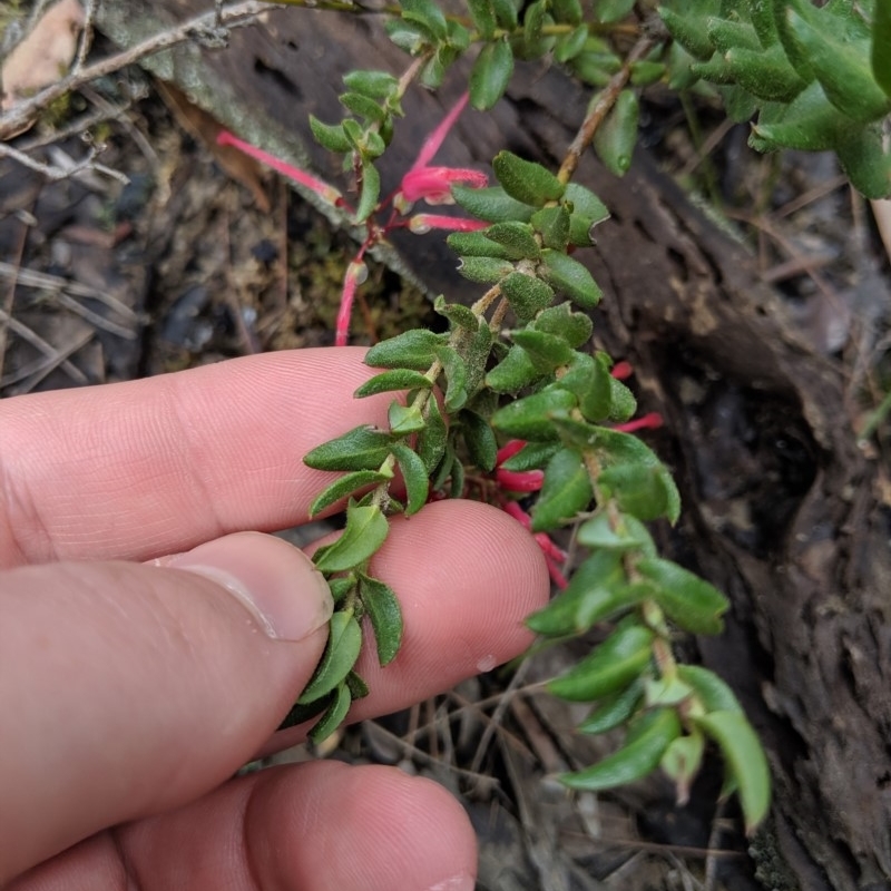 Grevillea baueri subsp. asperula