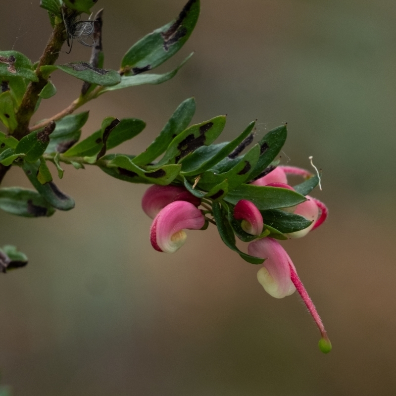 Grevillea baueri subsp. baueri