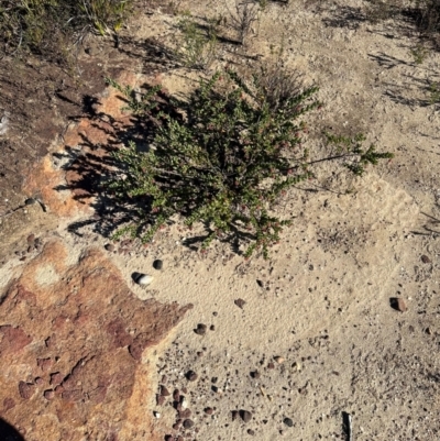 Grevillea baueri subsp. baueri