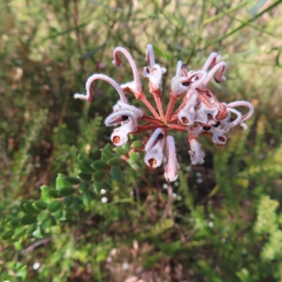 Grevillea buxifolia subsp. buxifolia